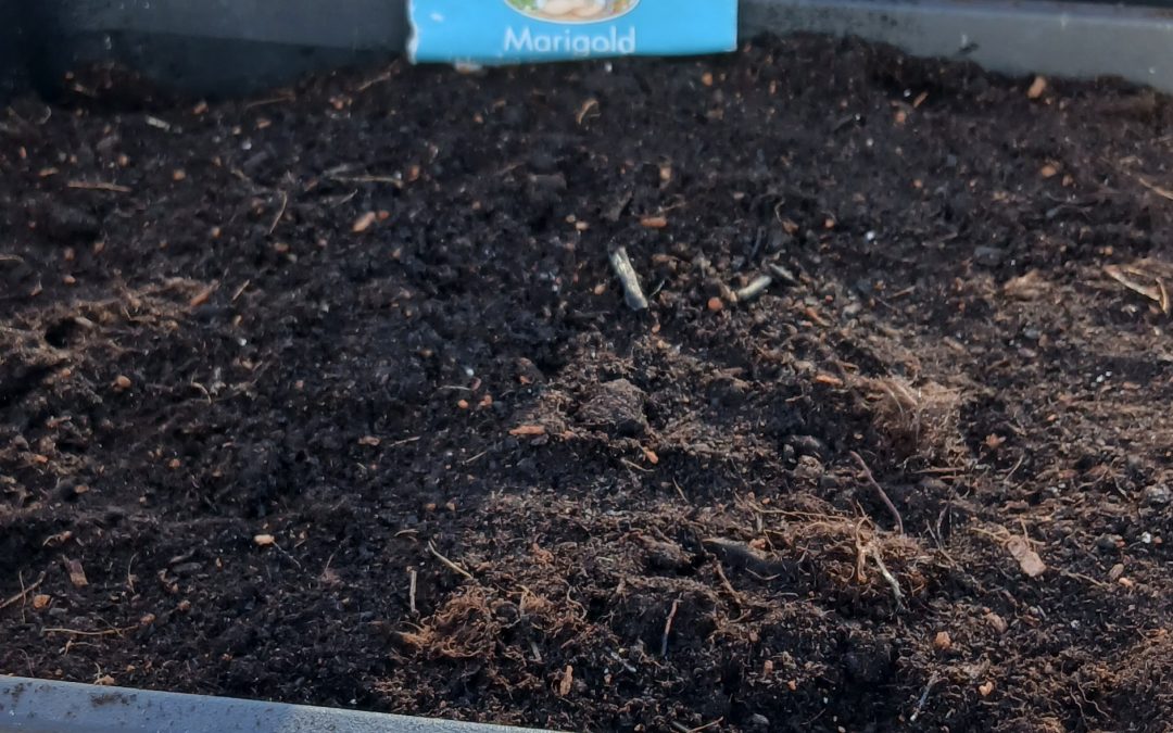 Planting Marigold in Greater Manchester