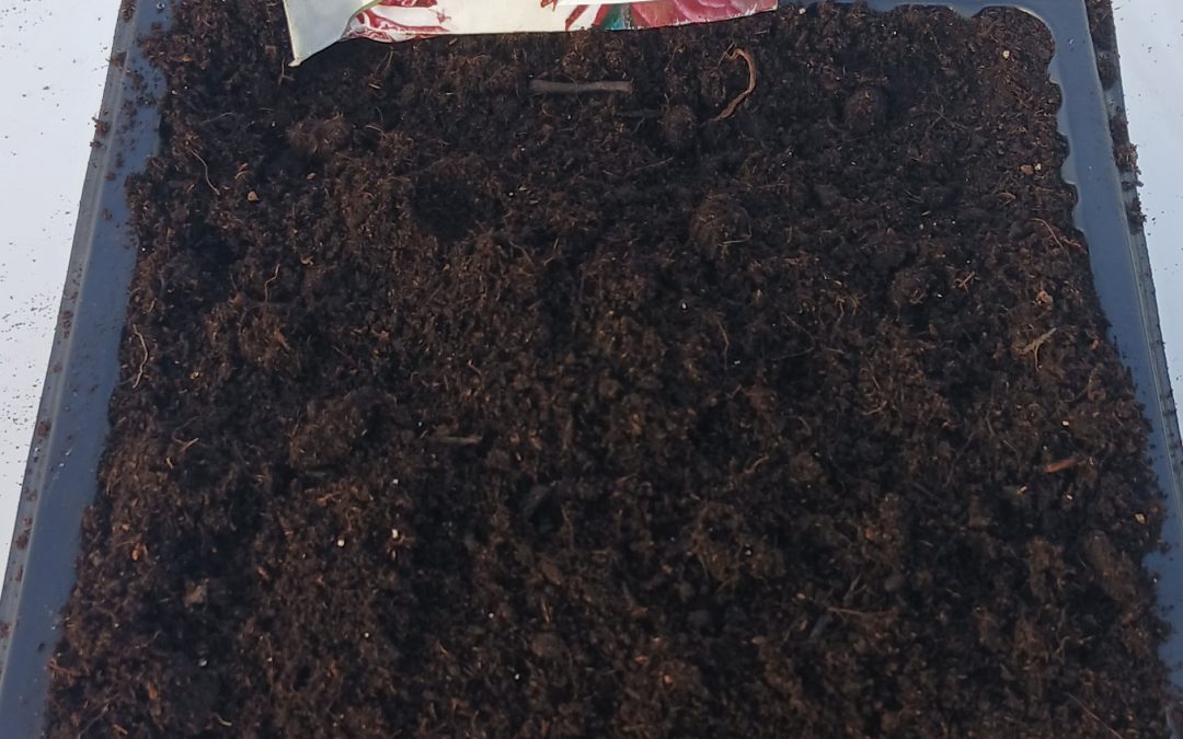 Planting Cabbage in Greater Manchester