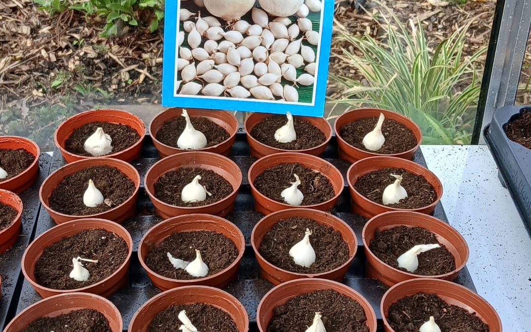 Planting Onion in Greater Manchester