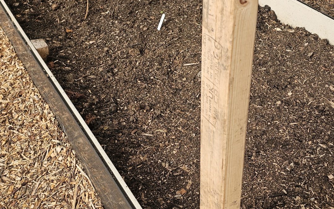 Planting Onion in Lancashire