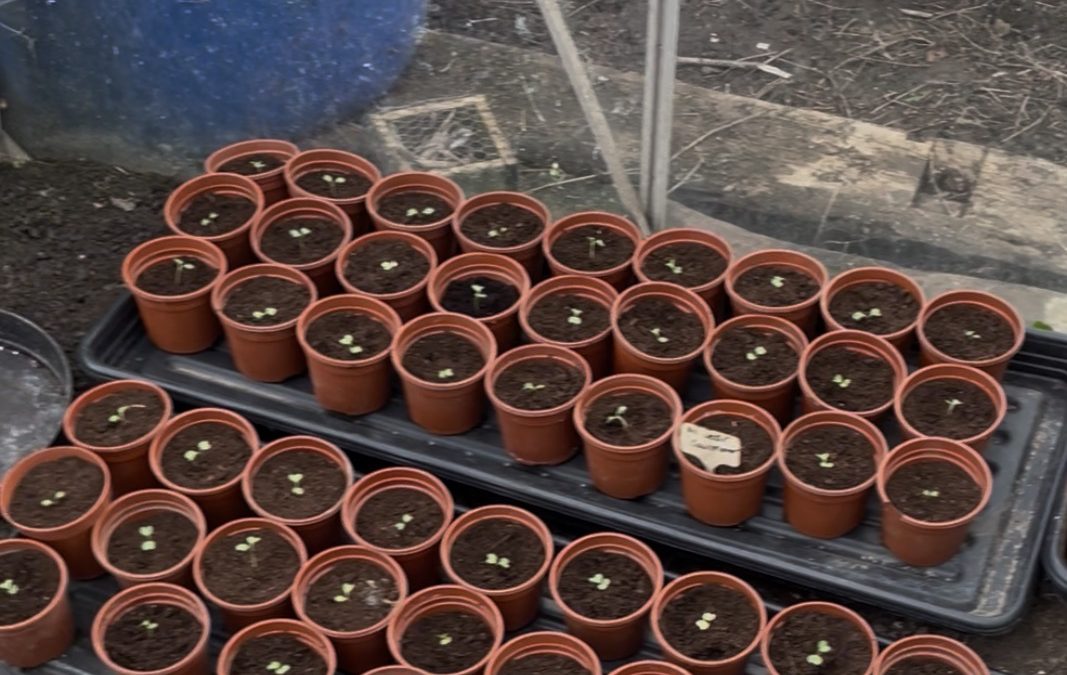 Planting Cabbage in Tyne and Wear