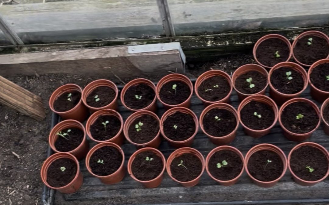 Planting Cauliflower in Tyne and Wear