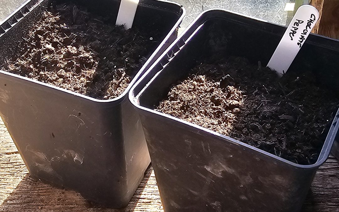 Planting Pepper in Lancashire