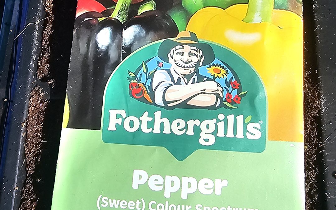Planting Peppers in Lancashire