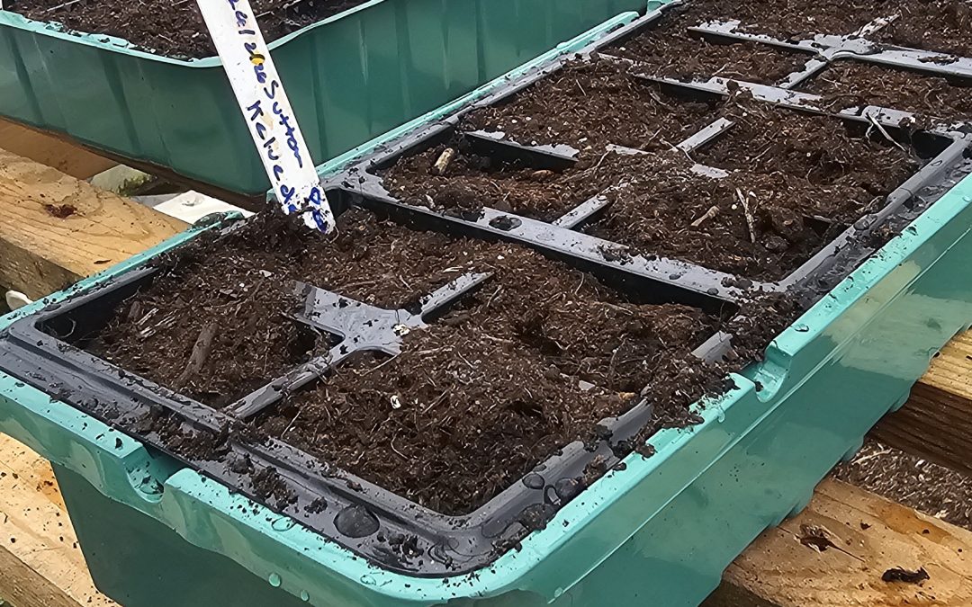 Planting Pea in Lancashire