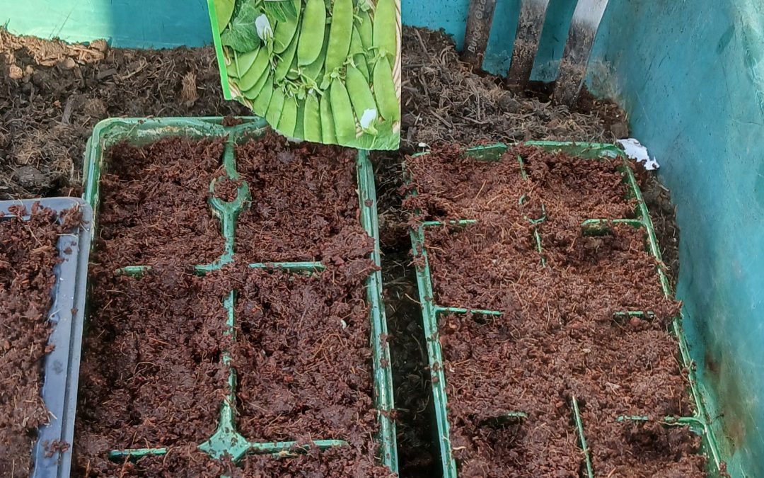 Planting Sugar Snap Pea in Greater Manchester