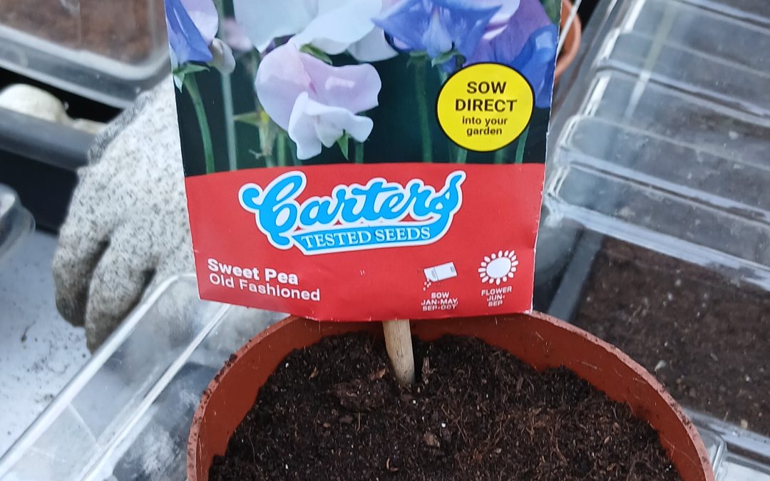 Planting Sweet Pea in Greater Manchester
