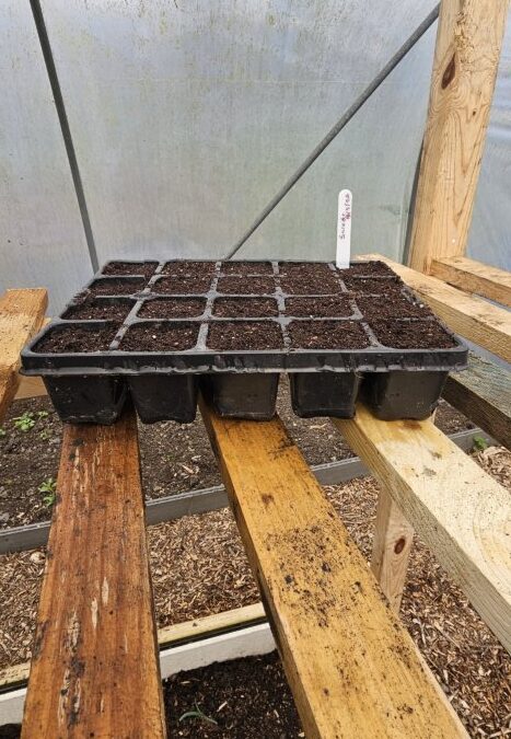 Planting Swede in Lancashire