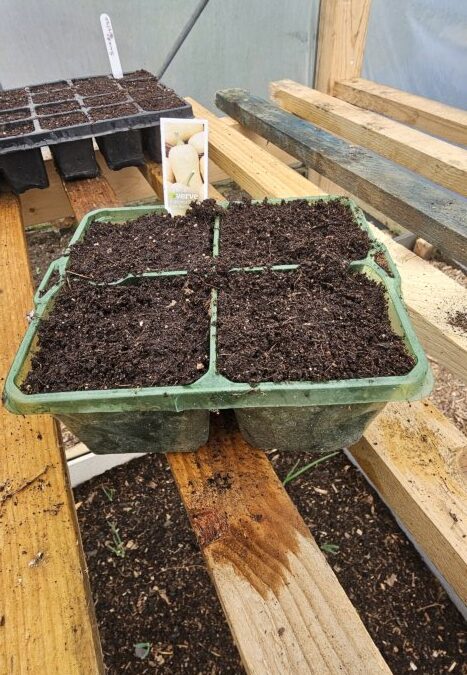 Planting Butternut Squash in Lancashire