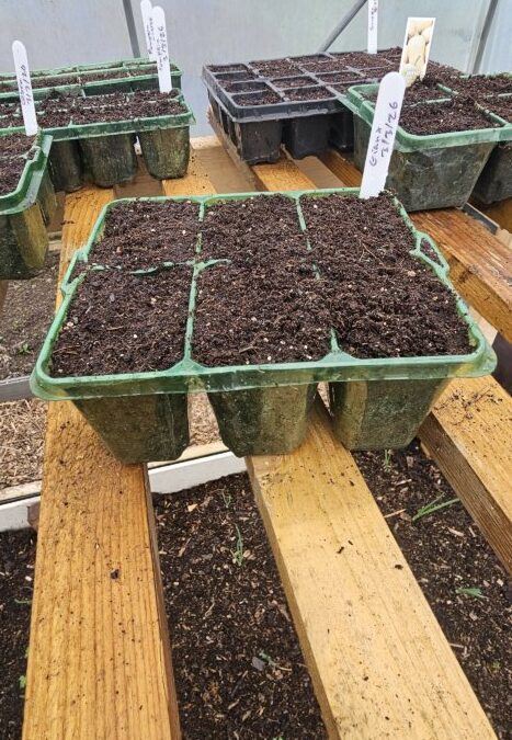 Planting Pumpkins in Lancashire