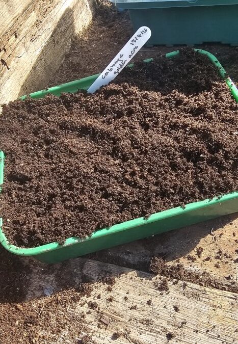 Planting Cabbage in Lancashire