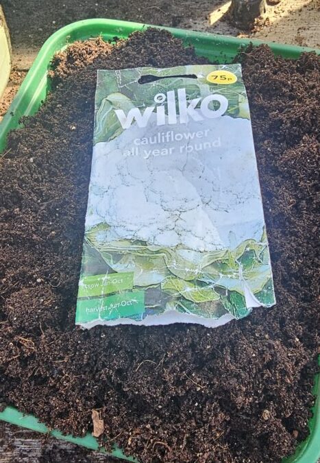 Planting Cauliflower in Lancashire