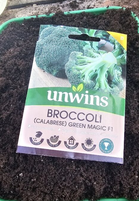 Planting Broccoli in Lancashire