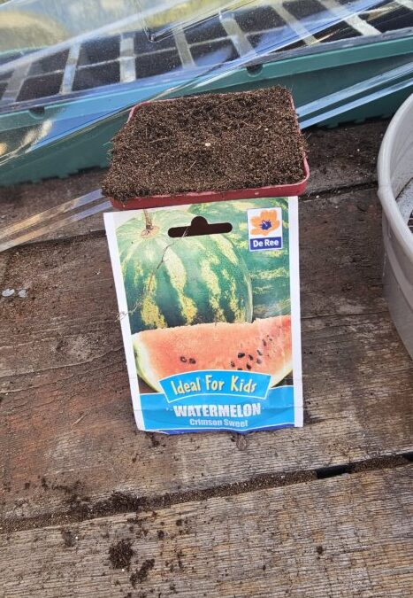 Planting Watermelon in Lancashire
