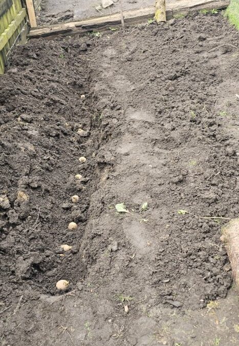 Planting Potato in Lancashire