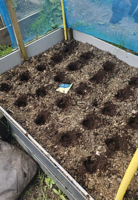 Planting Parsnip in Lancashire