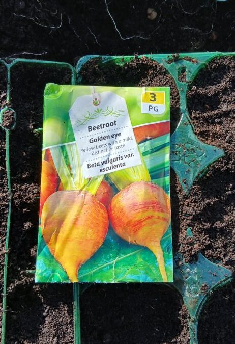 Planting Beetroot in Greater Manchester