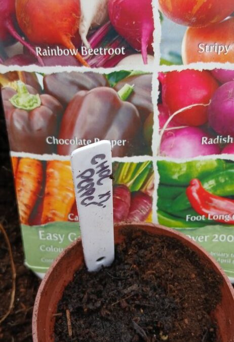 Planting Peppers in Greater Manchester
