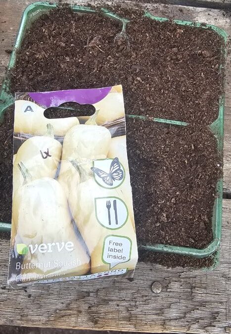 Planting Butternut Squash in Lancashire